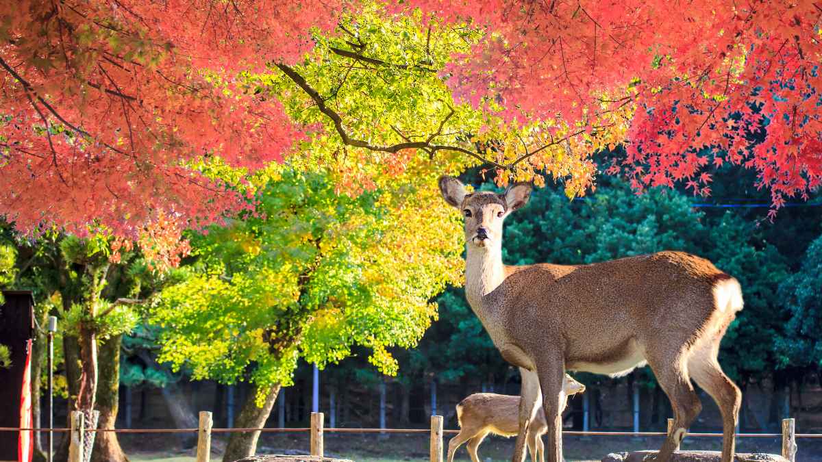 Japão