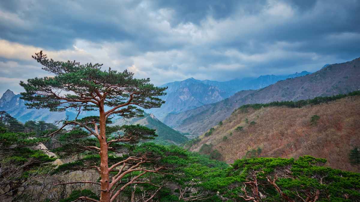 Coreia do Sul