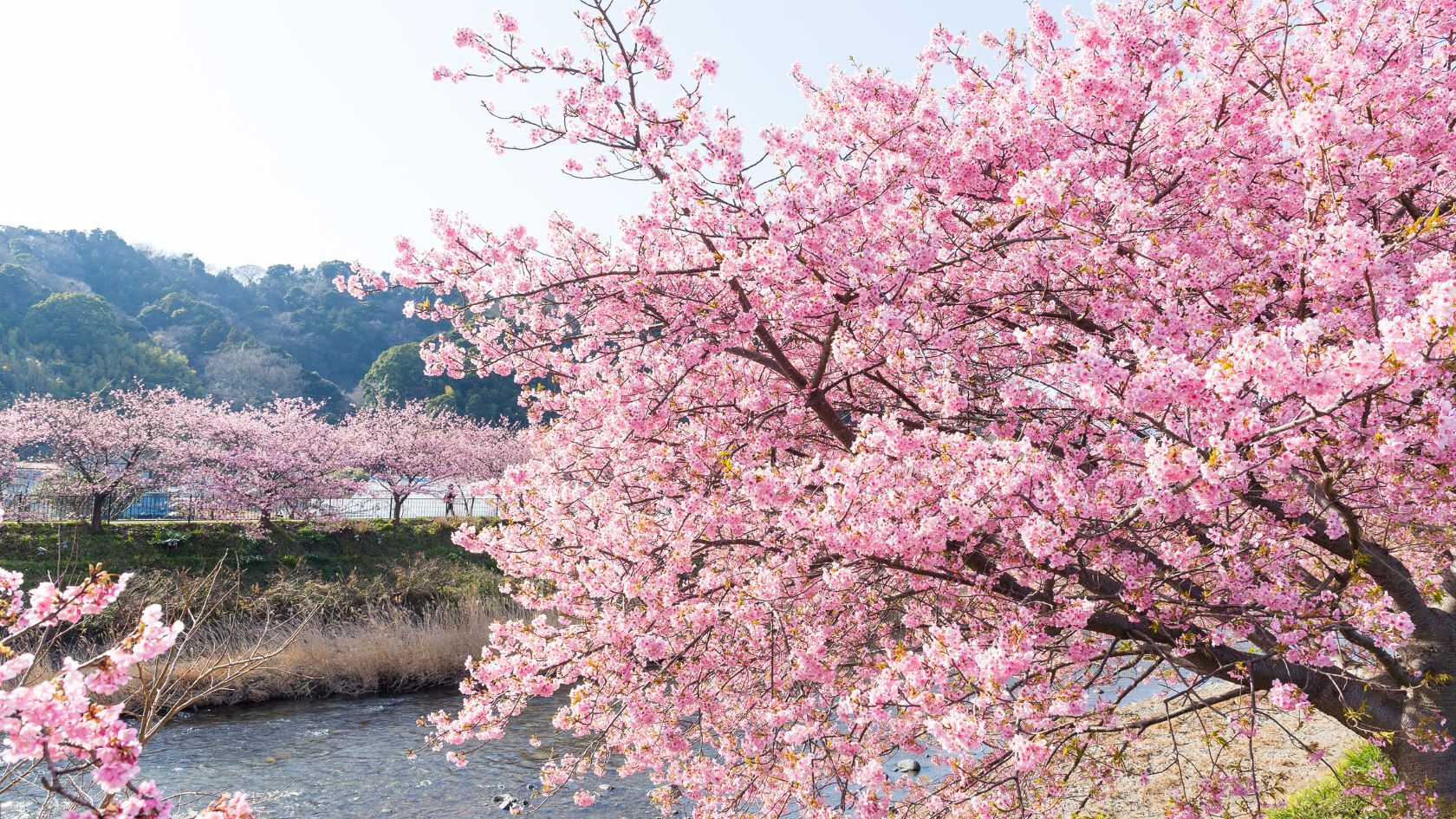 Japão 4 Estações - Sakura 2027